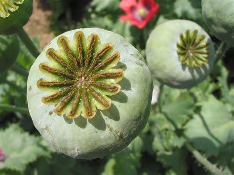 Opium Poppy Pods (Papaver somniferum) - Opiate Addiction & Treatment ...