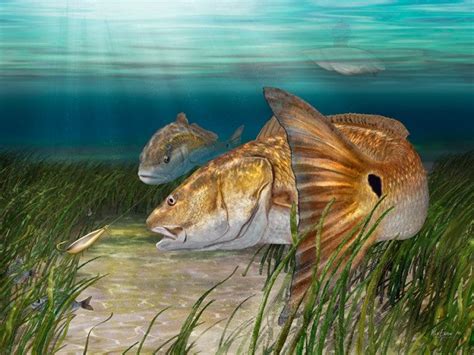 Redfish tail painting art print by fish artist Mark Erickson