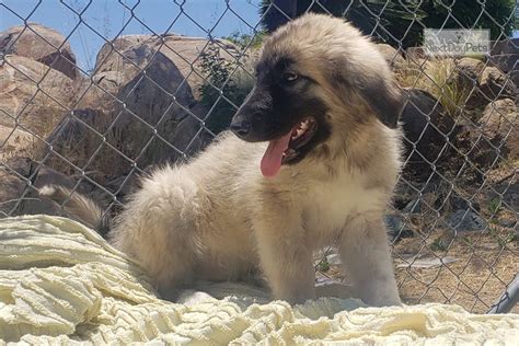 Pyre Anatolian: Great Pyrenees puppy for sale near San Diego ...