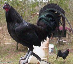 400 Gamecock breeds ideas | game fowl, rooster breeds, chicken breeds