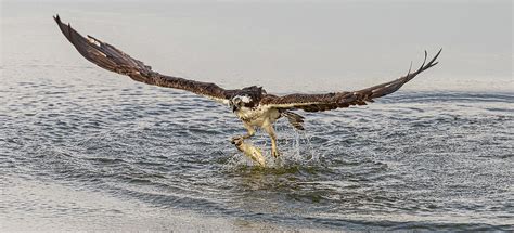 Osprey Catching A Fish #1 Photograph by Morris Finkelstein | Pixels