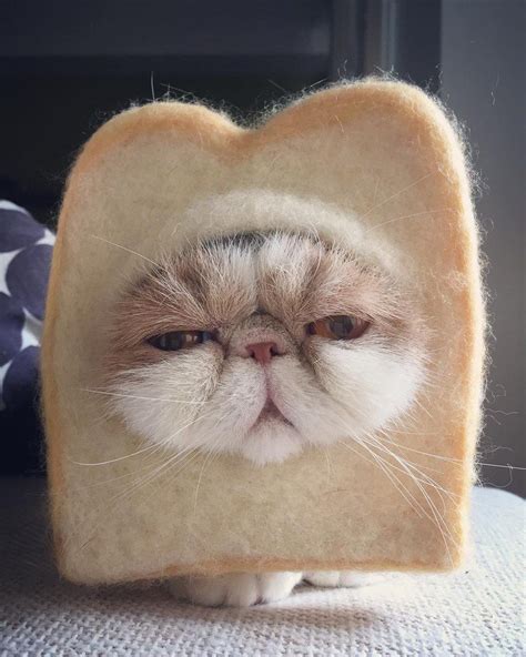 A cat... or a slice of bread? #Animals #Funny #Cute | Gatos bonitos, Gatos raros, Gatos y perros ...