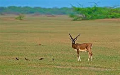 Punjab Wildlife and Parks Department - Posts | Facebook