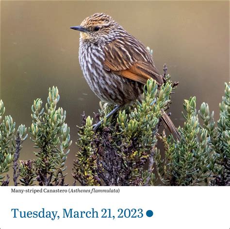 Audubon Birds 2024 Page-A-Day Calendar | Workman Publishing Company | 9781523519132