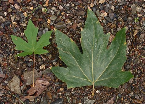 Western Sycamore, Platanus racemosa