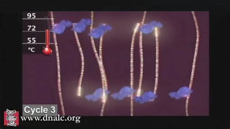 Biology Animations - CSHL DNA Learning Center