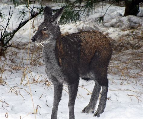 Musk Deer - Tumblr Gallery