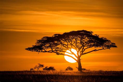 Acacia Tree | African tree, Africa sunset, Nature photography