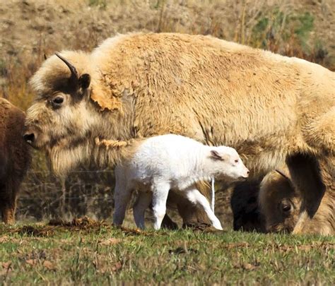 White Bison Calf - Dave Bell, Pinedale Online, Pinedale Wyoming