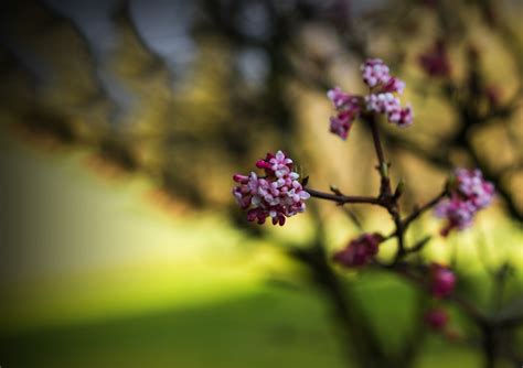 Free Images : background, texture, art, tree, spring, flowers, nature, decor, paper, cherry ...