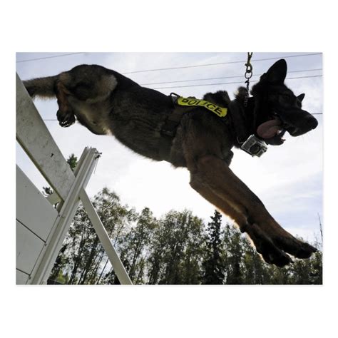 German Shepherd Police Dog Training Postcard | Zazzle