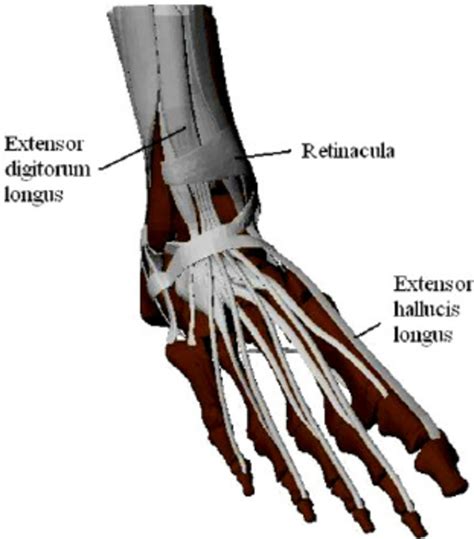 Extensor Tendon Anatomy