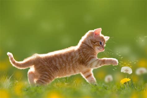 Wallpaper Desktop 4k Cat Cute Kitten 4k, Hd Animals, 4k Wallpapers ...