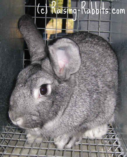 Chinchilla Rabbits. Learn about all 4 chinchilla breeds of rabbits