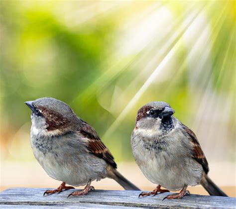 Birds In Morning Sunlight Free Stock Photo - Public Domain Pictures