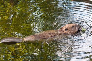 Herbivores: Facts About Plant Eaters | Live Science