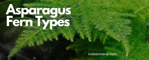 Asparagus Fern Types: Learn Everything You Need To Know - Indoor Monk