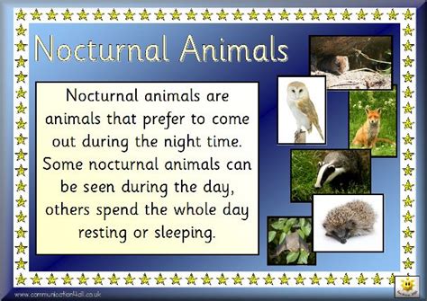 Pin by Tricia Stohr-Hunt on Animals | Nocturnal animals, Nocturnal animals activities, Animal ...