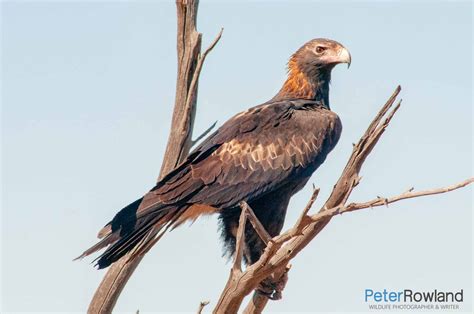 Wedge-tailed Eagle - Peter Rowland Photographer & Writer