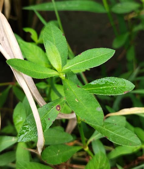 Alternanthera sessilis (Amaranthaceae) image 219897 at PhytoImages.siu.edu