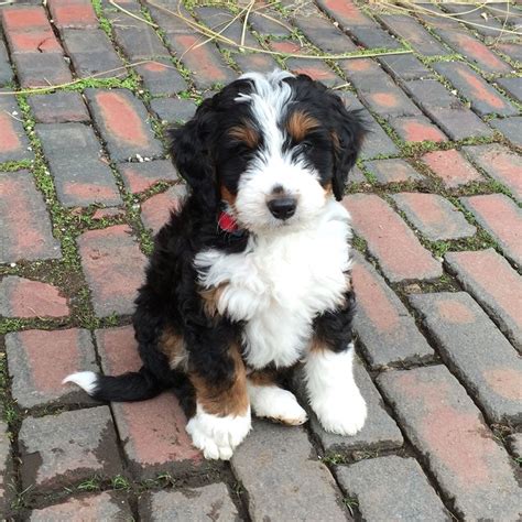 Bernedoodle babe #bernedoodle #bernedoodlepuppy | Cute dogs ...