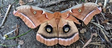 Polyphemus Moth - A-Z Animals