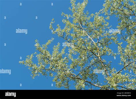 White poplar tree hi-res stock photography and images - Alamy