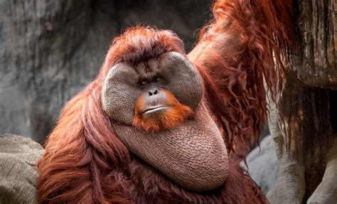 Bornean Orangutan (Pongo pygmaeus) | about animals