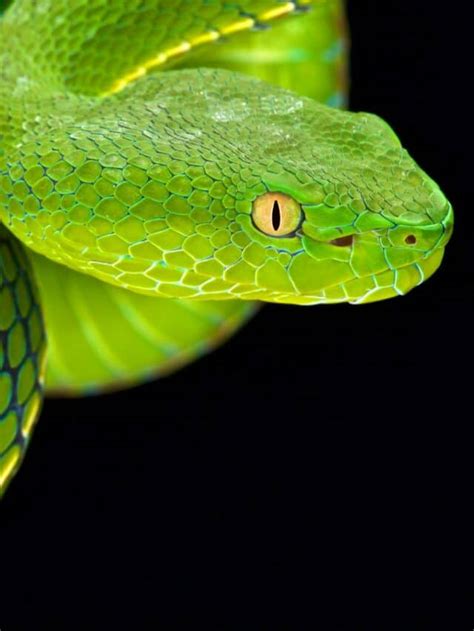 Green Tree Viper Bite - Animals Around The Globe