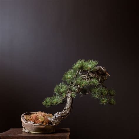 ponderosa pine no. 42 | Bonsai Mirai