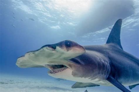 Hammerhead Shark | Incredible Facts, Pictures | A-Z Animals