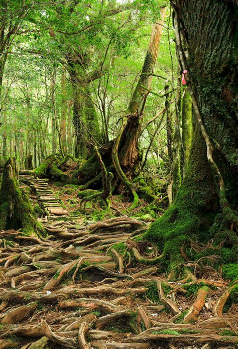 Yakushima Island (UNESCO) | World Heritage | Travel Japan (Japan ...