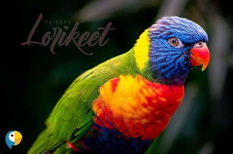 Rainbow Lorikeets: A Guide to Species Characteristics and Care – The ...