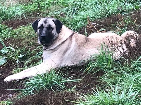 Sivas Kangal Dogs - Kangal Puppies for Sale, Kangal Dog, Breeder