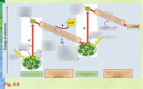 IV. Non-cyclic photophosphorylation Diagram | Quizlet