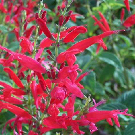 Salvia elegans 'Scarlet Pineapple' Sage | Buy Herb Plants