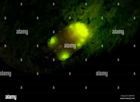 Firefly, Lampyridae, with illuminated light organs, Bavaria, Germany ...