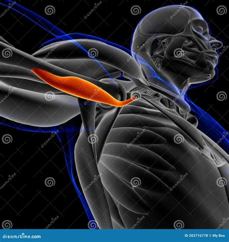 Coracobrachialis Muscle Anatomy for Medical Concept 3D Illustration Stock Illustration ...