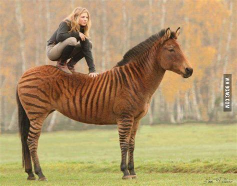 Zorse, a zebra-horse hybrid - Animals | Horses, Zorse, Animals