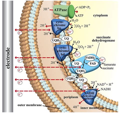 Electron Transport Chain Diagram