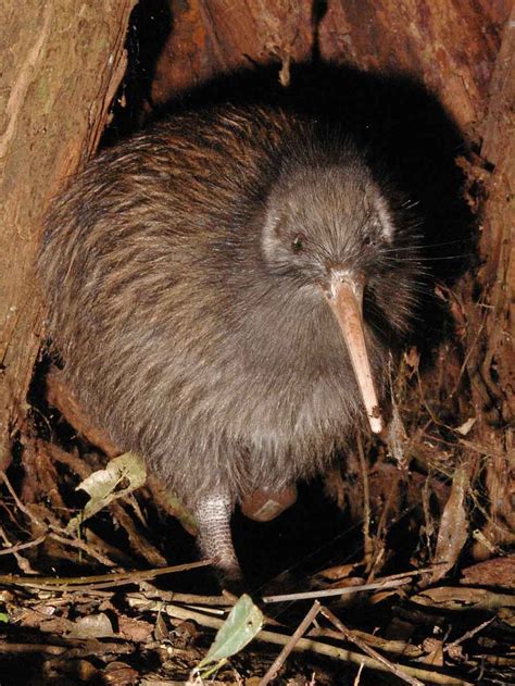 Struthioniformes - ostriches, emus, rheas, kiwis | Wildlife Journal Junior