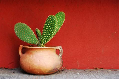 Cactus Wallpapers, Pictures, Images