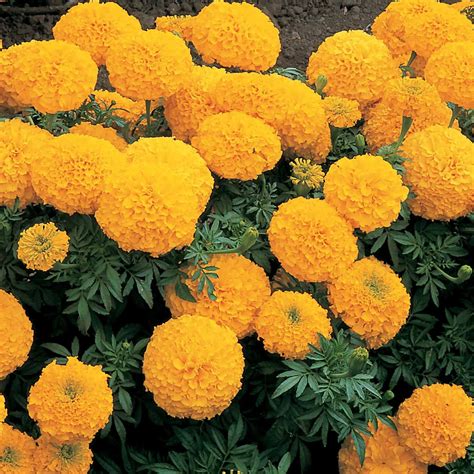 African Marigold Flower Garden Seeds -Inca II Series F1 - Gold - 1000 ...