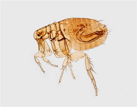 What Do Flea Eggs Look Like? How To Get Rid Of Fleas?