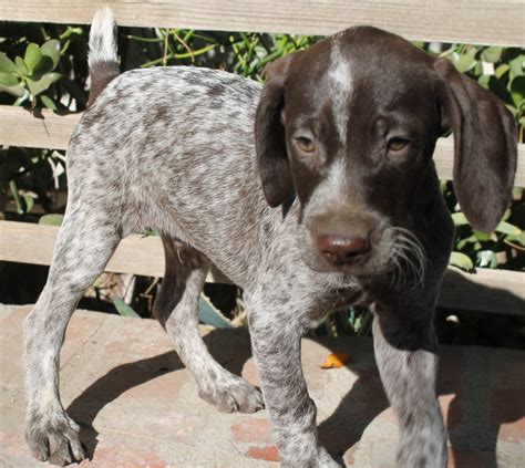 German Shorthaired Pointer Puppies For Sale | Lake Balboa, CA #315752