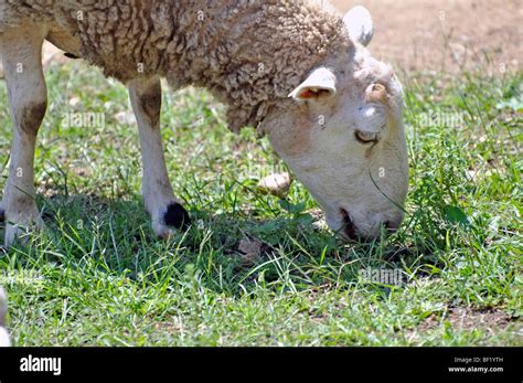 Sheep eating grass Stock Photo - Alamy