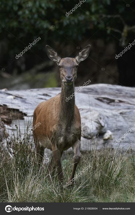 Red Deer Its Natural Habitat Denmark Stock Photo by ©DennisJacobsen 215828004