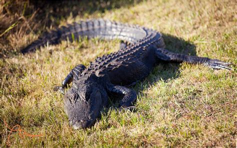 Épinglé sur Georgia Wildlife