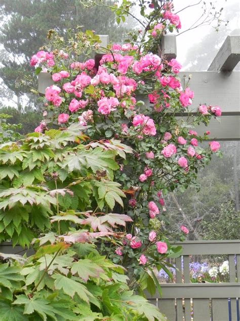 Berries ‘N’ Cream Climbing Rose Good Enough to Eat | Central Coast ...