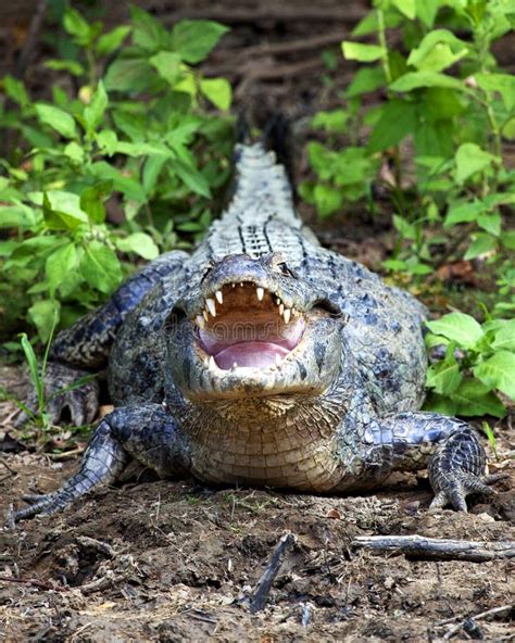 Closeup of a Black Caiman Melanosuchus Niger Sitting Along Banks of River with Jaw Wide Open ...